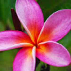 Meet your Posher, Davina